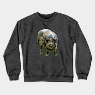 KuneKune just looking at You Crewneck Sweatshirt